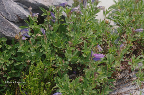 Penstemon ellipticus